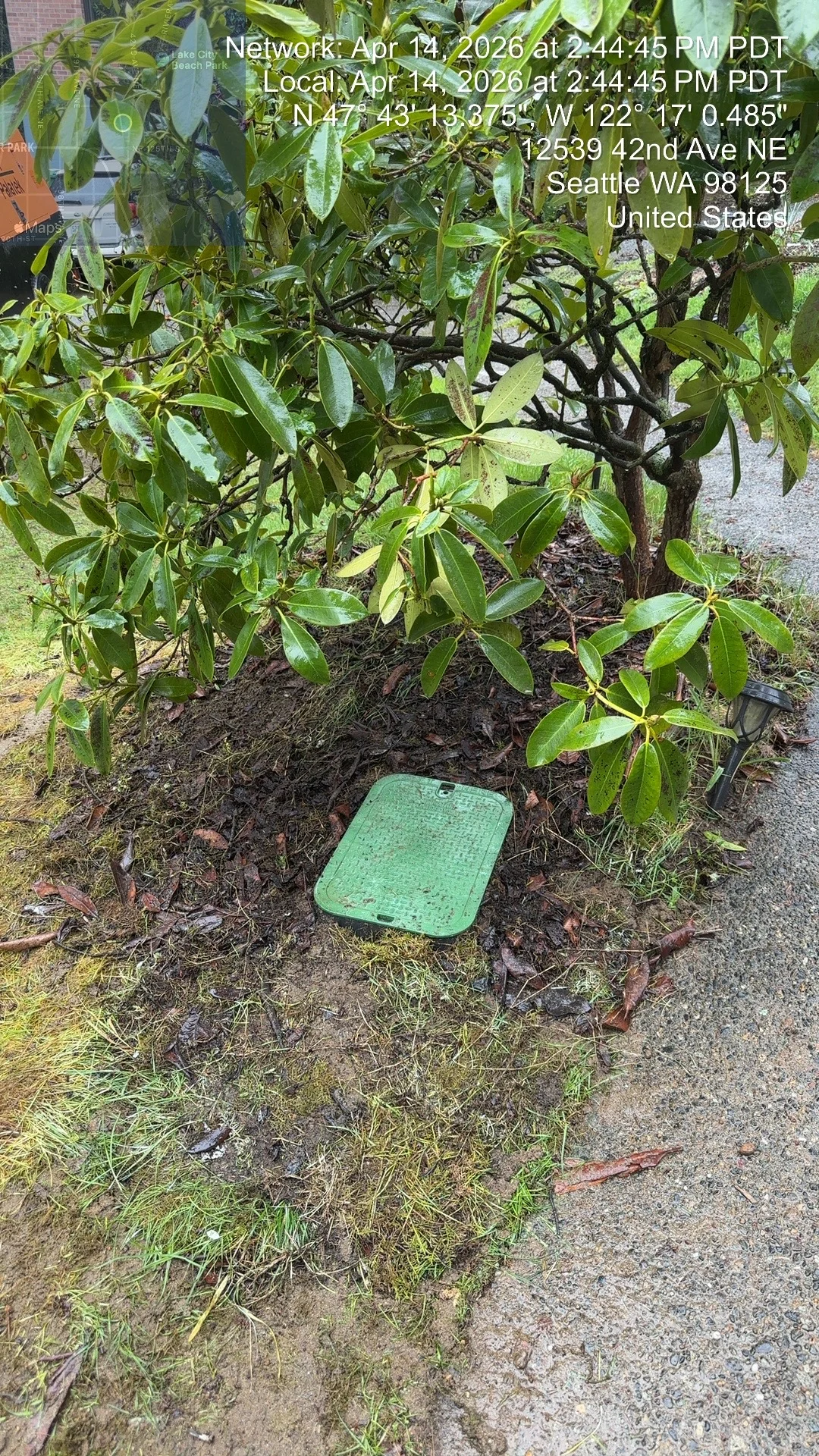 Green utility access cover installed in landscaped bed with shrubs and dark mulch